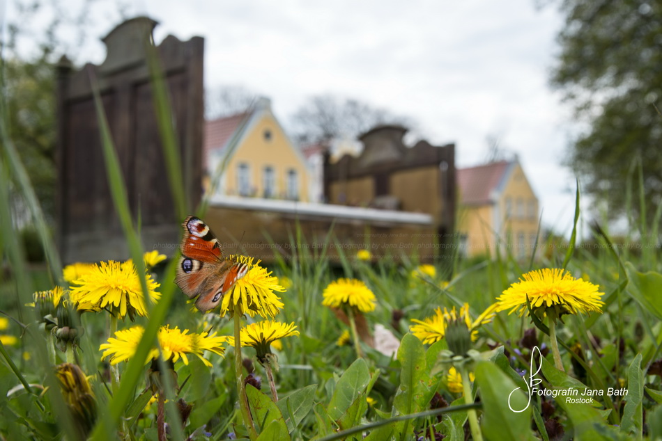 Zwischen Butterblumen und Schmetterlingen - Das Wildkräuterhotel Ehmkendorf