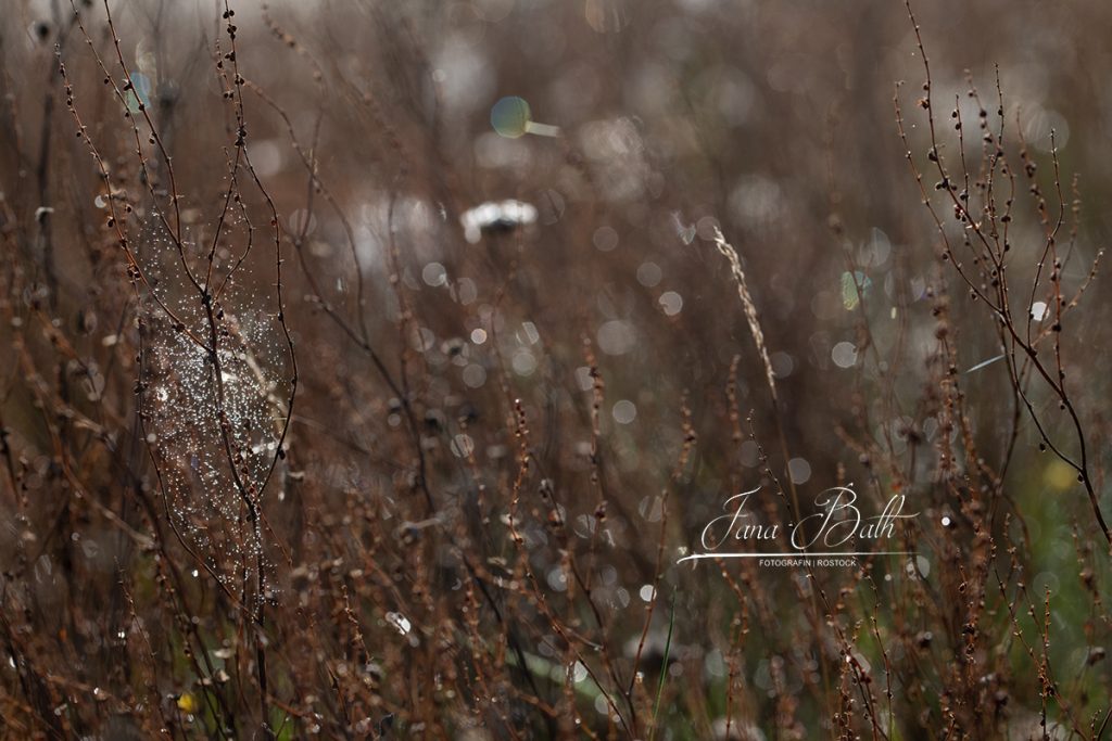 Herbstwiese mit Lens flares - Foto Jana Bath 2019