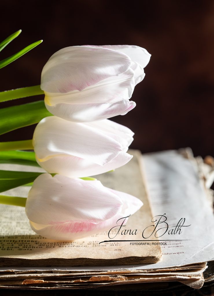 Stillleben, Fotokurs, Jana Bath 2021