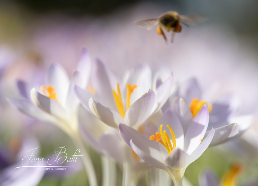 Fotokurs Rostock, Makrofotografie, Fotowalk